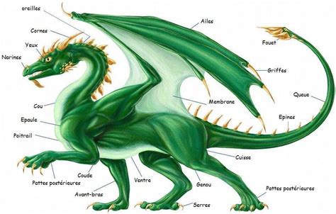 INFO DRAGON .